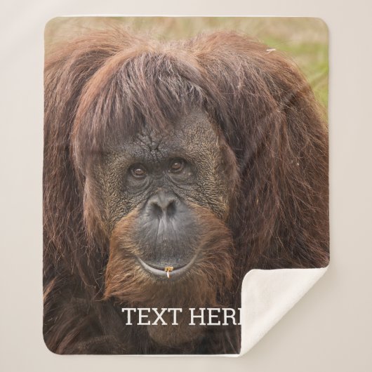 ボルネオ・オランウータン美しい写真 シェルパブランケット (正面)