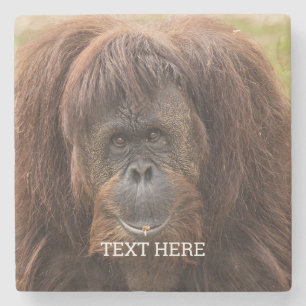 ボルネオ・オランウータン美しい写真 ストーンコースター