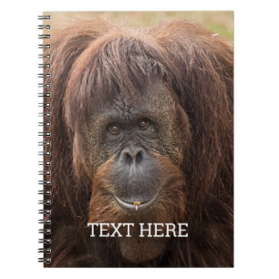 ボルネオ・オランウータン美しい写真 ノートブック