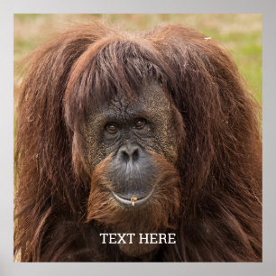 ボルネオ・オランウータン美しい写真 ポスター