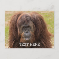 ボルネオ・オランウータン美しい写真