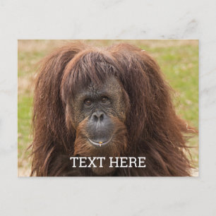 ボルネオ・オランウータン美しい写真 ポストカード