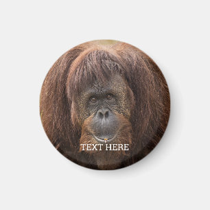 ボルネオ・オランウータン美しい写真 マグネット