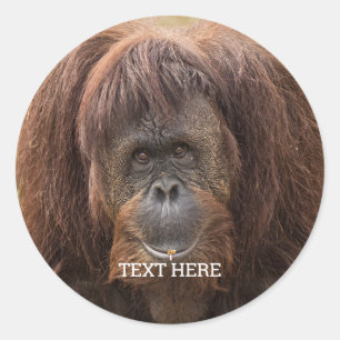 ボルネオ・オランウータン美しい写真 ラウンドシール