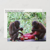 ボルネオ・ジャングル・スクールでオランウータンのためのランチタイム ポストカード (正面/裏面)