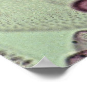 ボルボックス、藻類 ポスター (角)