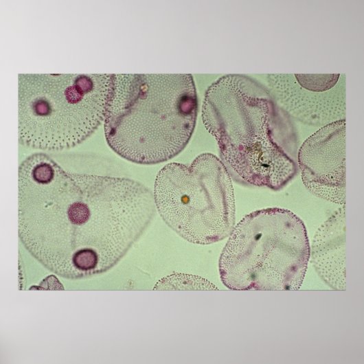 ボルボックス、藻類 ポスター (正面)