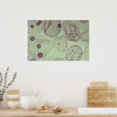 ボルボックス、藻類 ポスター (キッチン)