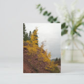 ボレアス峠のアスペン ポストカード (スタンド正面)