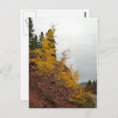 ボレアス峠のアスペン ポストカード (正面/裏面)