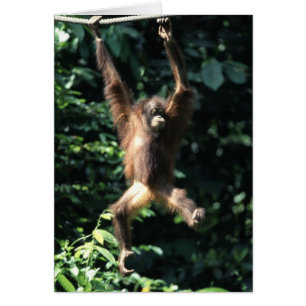 ボロネオのオランウータン