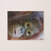 ボロネオの島のオランウータン ジグソーパズル (横)