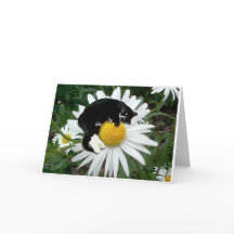 ボンゴのデイジー