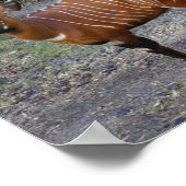 ボンゴ(アンテロープ)ポスター ポスター (角)