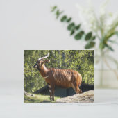 ボンゴ ポストカード (スタンド正面)