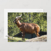 ボンゴ ポストカード (正面/裏面)