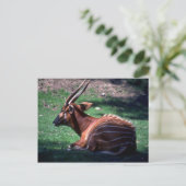 ボンゴ ポストカード (スタンド正面)