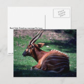 ボンゴ ポストカード (正面/裏面)