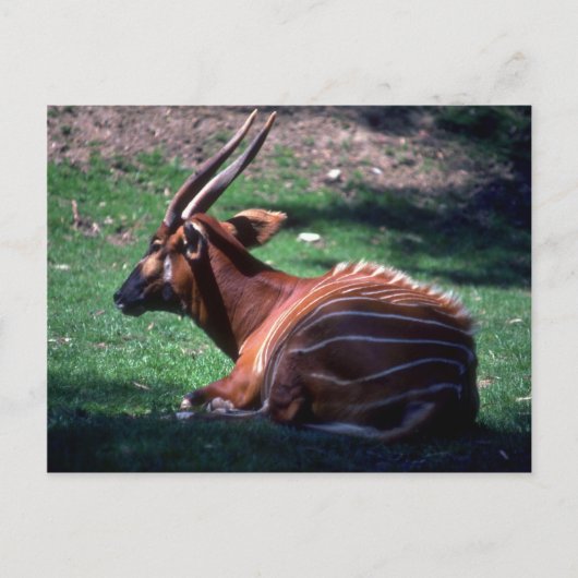 ボンゴ ポストカード (正面)