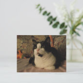 ボンゴ ポストカード (スタンド正面)