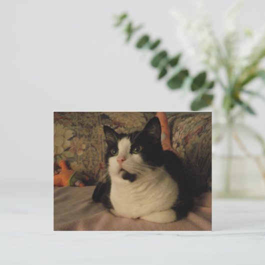 ボンゴ ポストカード (スタンド正面)