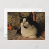 ボンゴ ポストカード (正面/裏面)