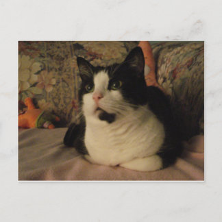 ボンゴ ポストカード