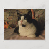 ボンゴ ポストカード (正面)