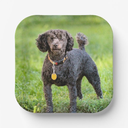 ボンジュール ペーパープレート (正面)