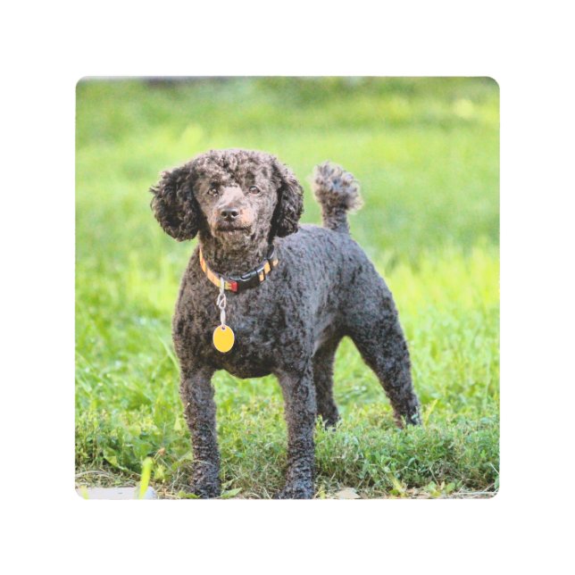 ボンジュール メタルプリント (正面)