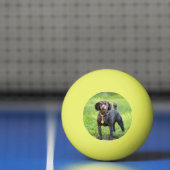 ボンジュール 卓球ボール (ネット)