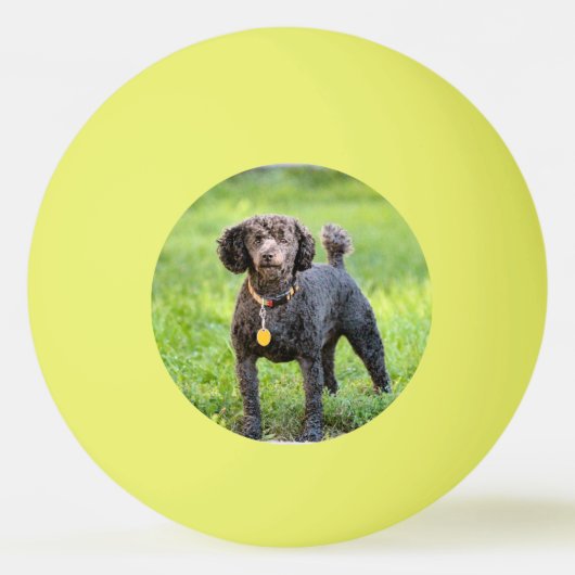 ボンジュール 卓球ボール (正面)