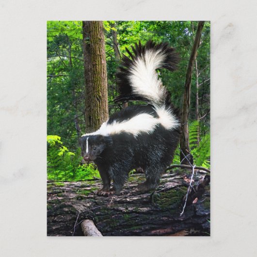 「ボンバ」ポストカード ポストカード (正面)