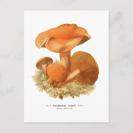 ボヴィヌス菌 ポストカード (正面)