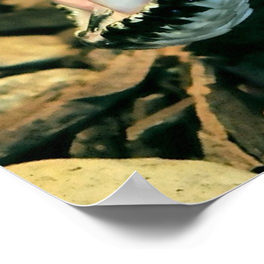 ボーア ポスター (角)