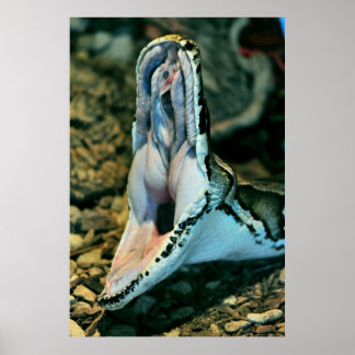 ボーア ポスター