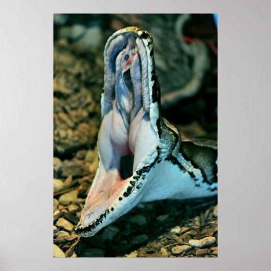 ボーア ポスター (正面)