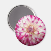 ボークス マグネット (正面/裏面)