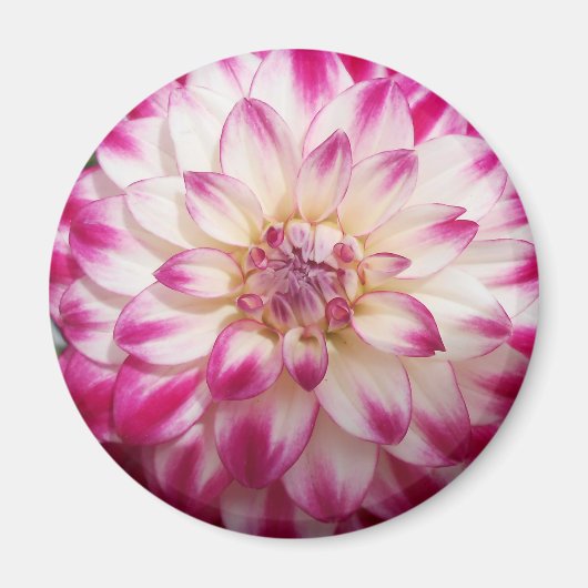 ボークス マグネット (正面)