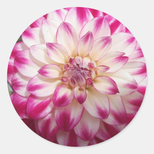 ボークス ラウンドシール (正面)