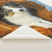 ボーダーコリーのオン青いMerleののこ仕上げハンマーの写真撮影 シェルパブランケット (3/4)