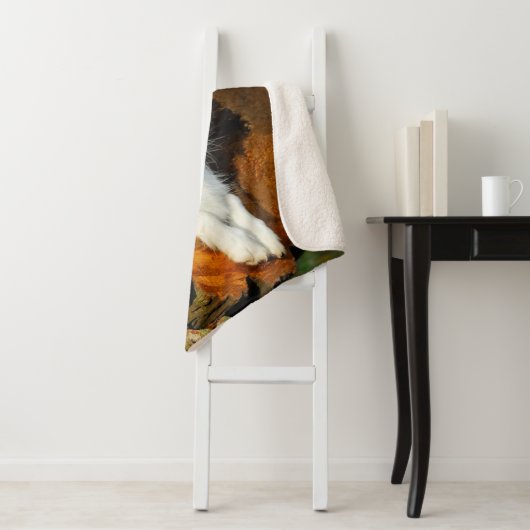 ボーダーコリーのオン青いMerleののこ仕上げハンマーの写真撮影 シェルパブランケット (インサイチュ)