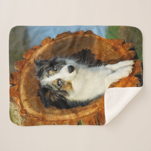 ボーダーコリーのオン青いMerleののこ仕上げハンマーの写真撮影 シェルパブランケット (正面(横))