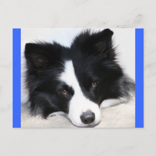 ボーダーコリーの仔犬 ポストカード (正面)