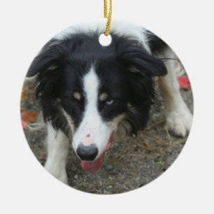 ボーダーコリーの凝視犬 セラミックオーナメント