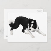 ボーダーコリーの凝視 ポストカード (正面/裏面)