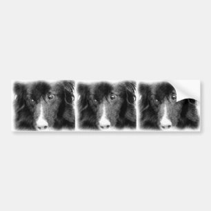 ボーダーコリーの動物の芸術のバンパーステッカー バンパーステッカー