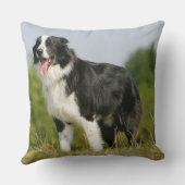 ボーダーコリーの喘ぐ立つこと クッション (裏面)