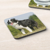 ボーダーコリーの喘ぐ立つこと コースター (左側)