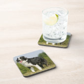 ボーダーコリーの喘ぐ立つこと コースター (右側)